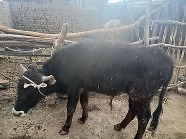 арабский лошади: Продаю | Бык (самец) | На откорм | Привязанные — 2