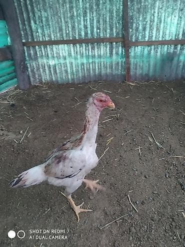 яицо дакана: Продаю | Куры | Для разведения — 3