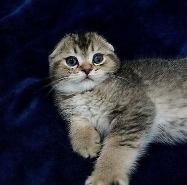 кот шотландская шиншилла: Скотиш Фолд (Шотландская вислоухая), 2 месяца, Мальчик — 2