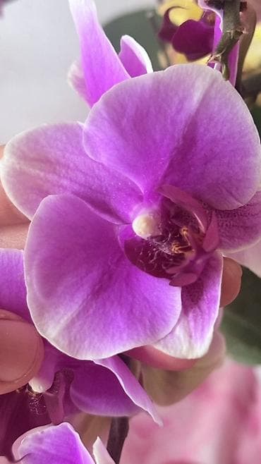 кой сойобуз: Орхидея Phalaenopsis (разные окраски, мини и стандарт) - Сортовая — 10