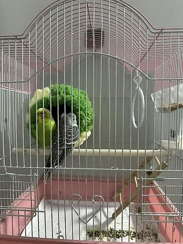 Животные: Волнистые попугаи (пара) с клеткой и аксессуарами. Состав набора: - — 2