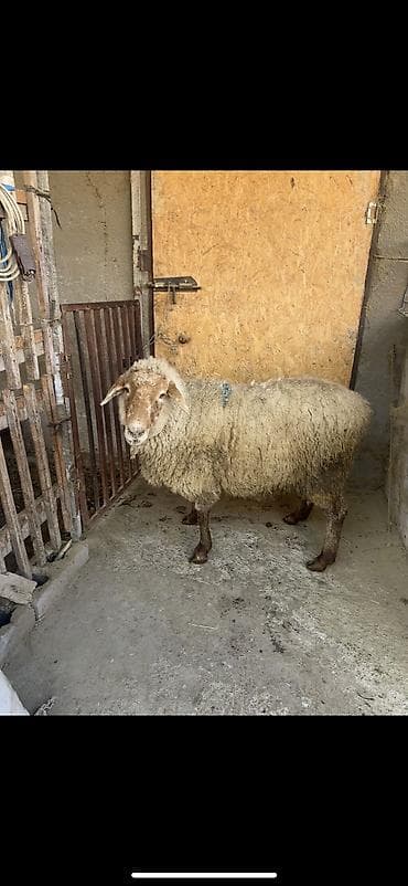 Продаю | Овца (самка) | На забой | Матка at lalafo.kg Продаю | Овца (самка) | На забой | Матка