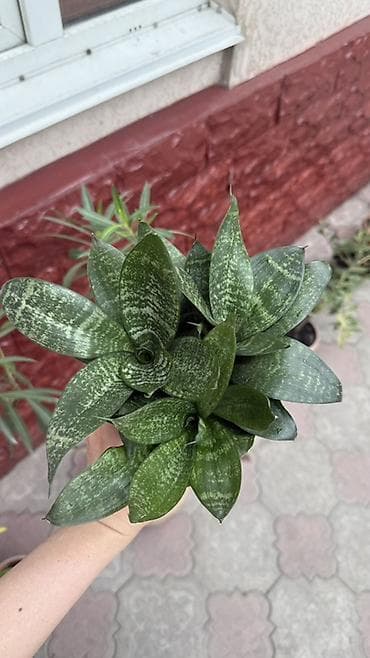 Комнатные растения: Сансевиерия (Sansevieria). Пересаженная в готовый грунт с подкормкой — 1