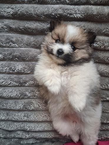 Үй жаныбарлары: Помиранский шпиц •Девочка •Родилась 14 .03.2026 •Окрас : пати-колор — 8