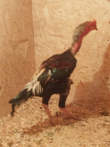 кыргыз довот ит: Сатам | Тооктор — 4