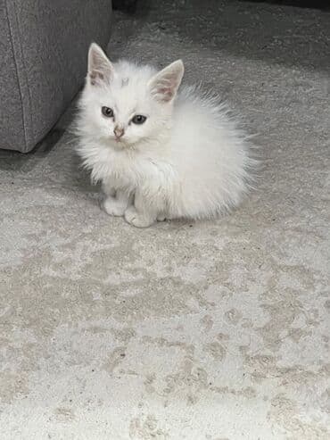 купить кошку сфинкс: Скотиш Страйт (Шотландская прямоухая), 2 месяца, Девочка, Белый, Приучена к лотку, Проглистована — 10