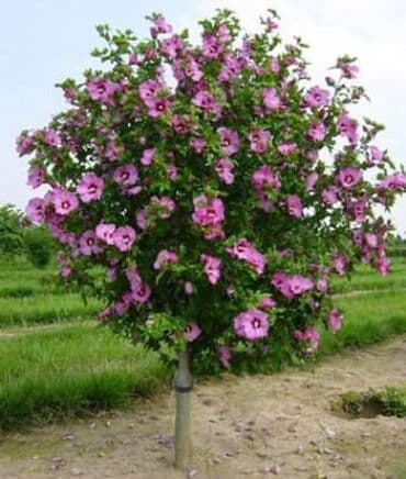 сколько стоят гипсофилы: Саженцы деревьев — 1