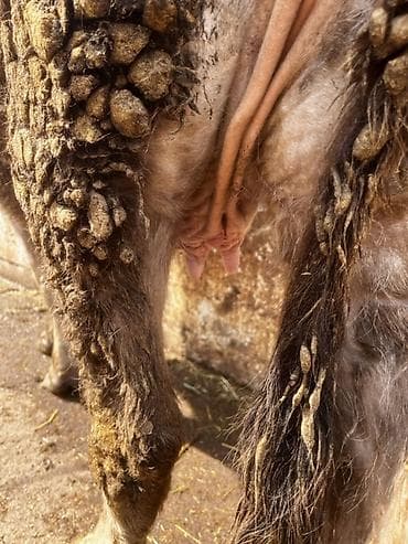 попкорн кукуруза: Продаю | Корова (самка) | Для молока | Стельные — 5