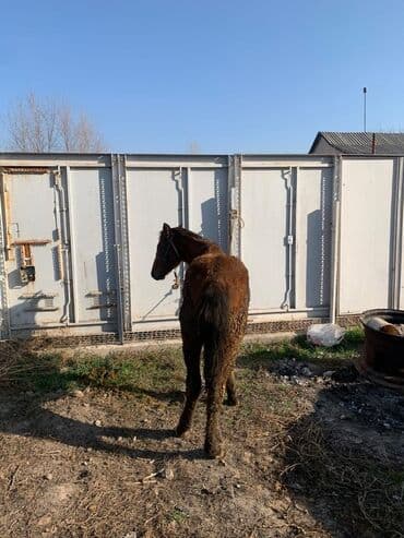 корм для домашних животных: Продаю | Жеребенок | Рабочий — 7