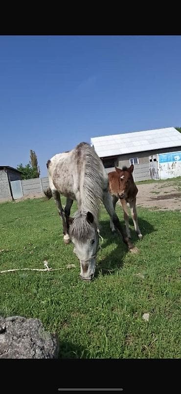 животные собаки: Продаю | Кобыла (самка) | Для разведения — 1