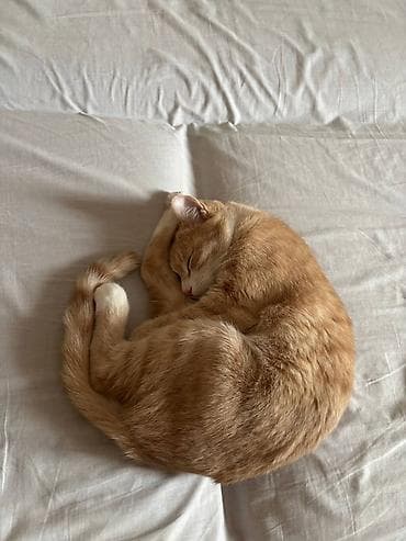 Кошки: Кошка даром: Беспородная, 2 года, Мальчик, Кастрирована, Приучена к лотку, Проглистована — 2