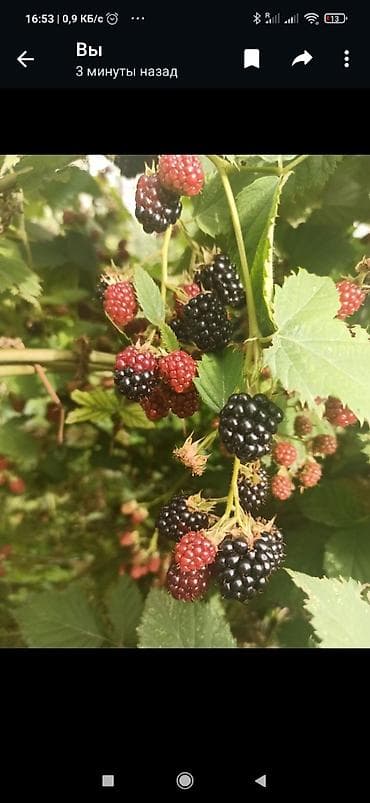 Уголь: Продается саженцы ежевики безщиповый урожайность высокий и — 3