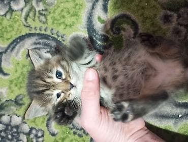 котята серые: Пушистые котята-длинношерстики - Возраст: малыши, только начинают — 6