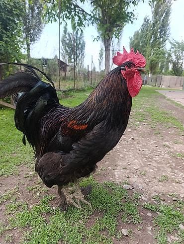 гриз бар цыплята фото: Продаю | Петух | Для разведения — 1