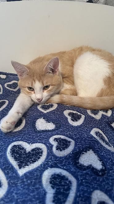 Кошка даром: Беспородная, 10 месяцев, Мальчик, Кастрирована, Приучена к лотку, С прививками