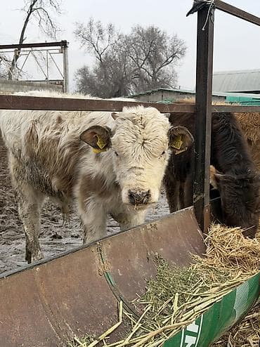 русская голубая кошка бишкек: Продаю | Бык (самец) — 1