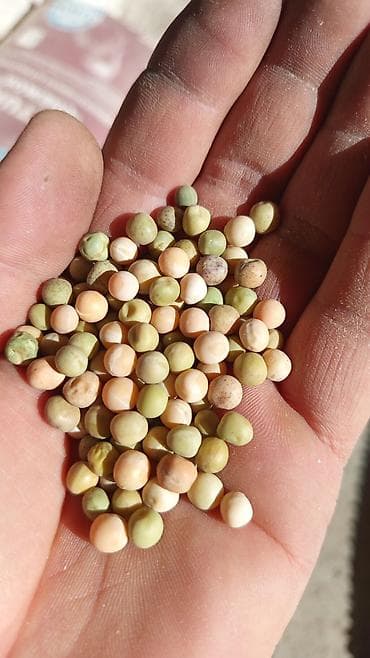 слива фрукты: Семена овощей — 1