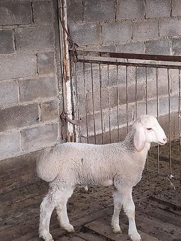 кошка беловодск: Сатам | Козу | Көбөйтүү үчүн | Асыл тукумдуу — 6