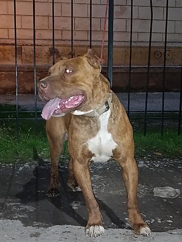 бойцовая птица: Продаю Пидбуль кубинский породы кабель 2 года по кличке Мусса — 2