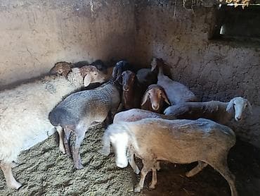 кой союшка: Продаю | Овца (самка) | Для разведения | Матка — 3