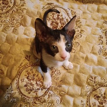 продам жеребенка: Остался последний котёнок!!! Успейте приобрести чудо по очень низкой — 2