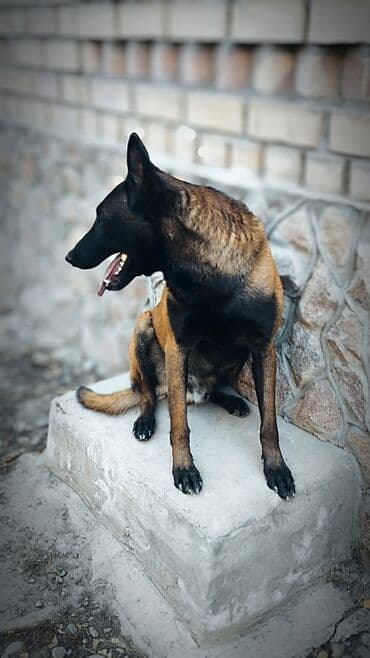 отдам собаку в хорошие руки: Вязка: Бельгийская овчарка, Самец, 3 года, С прививкой, С родословной — 3