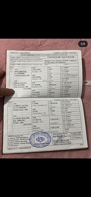 ат така: Продаю | Конь (самец), Жеребец | Для разведения, Конный спорт | Племенные, Осеменитель — 4