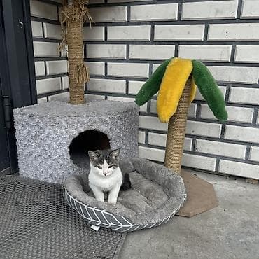 домик для кошки купить: Кошка даром: Беспородная, 3 месяца, Девочка, Приучена к лотку — 4