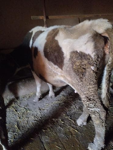 просто ат: Продаю | Корова (самка) | Для молока — 2