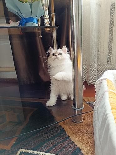 сколько стоят мейн куны: Скотиш Страйт (Шотландская прямоухая), 3 месяца, Мальчик, Серебристая шиншилла — 6