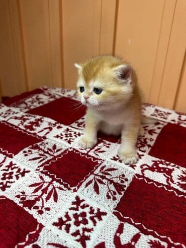 британская длинношёрстная кошка: Открыто бронирование Британские котята, окрас золотой шиншилла — 2