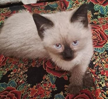 купить сиамских котят: Сиамские котята с голубыми глазами - Окрасы колор-пойнт: светлое тело — 3