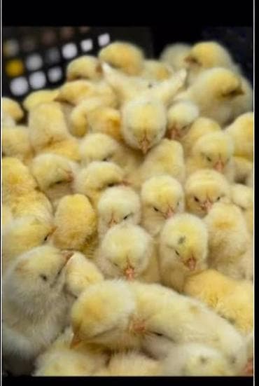 фазаны цыплята: Продаю | Петух — 1