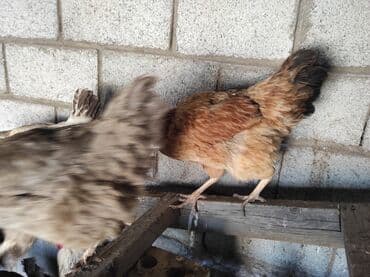 куры доминанты: Продаю | Петух, Куры | Домашняя | На забой, Несушки, Для разведения — 7