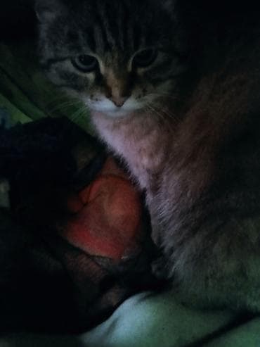 кошка домашный: Домашняя кошка, полосатая (табби), средняя длина шерсти. Окрас — 1