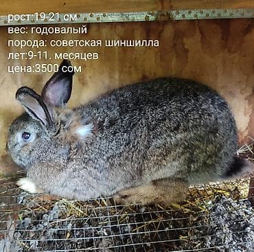 собака самец: Продаю | Кролик самец | Серый великан | Для разведения — 6