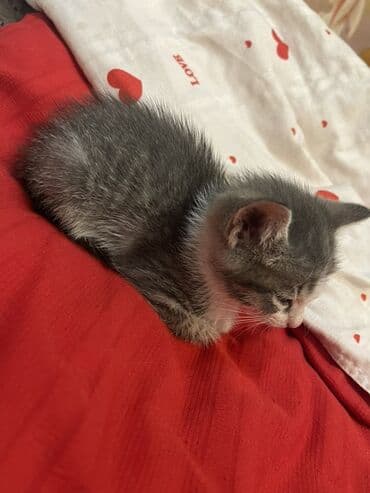 ящик ош: 1 айлык, Эркек — 1