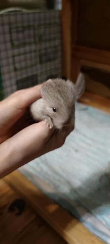 Осторожно… можно влюбиться с первого взгляда 😍🐭 Продаются малыши — 4