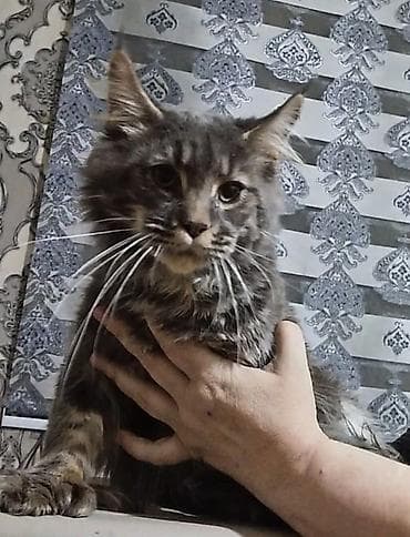 кошки маин кун: Красивые котята приехали с ташкента.мальчик и девочка — 2