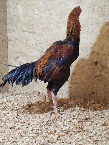 витамины для животных: Дакан короздор сатылат алмашу жолдору бар адрес Заря Тынчтык конушу — 8