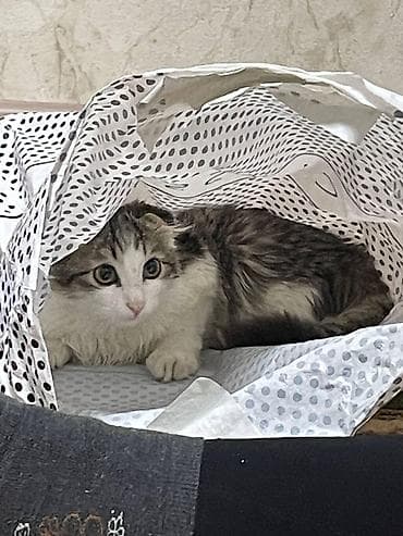 шотландка кошка: Котёнок с редкими загнутыми ушками (тип “курильский/американский — 4