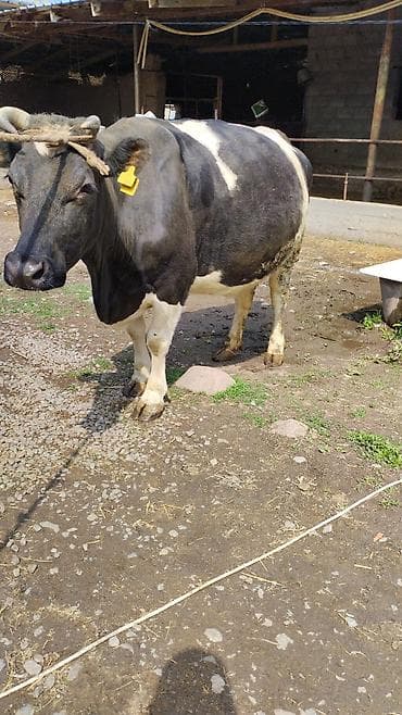 эшек фото: Продаю | Корова (самка) | Голштин | Для молока — 3
