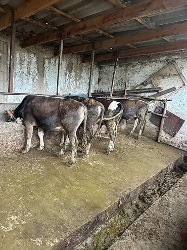 Продаю | Бык (самец) | На откорм — 3