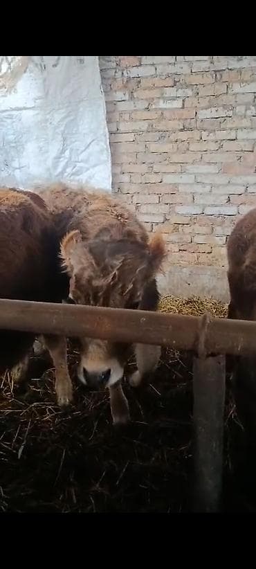 Ветеринар кызматы: Сатам | Музоо | Алатоолук | Көбөйтүү үчүн — 3