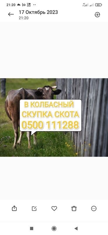 щенки охотничьих собак: Сатып алам | Жылкылар, аттар, Уйлар, букалар, Башка а/ч жаныбарлары | Күнү-түнү, Бардык шартта, Союлган — 1