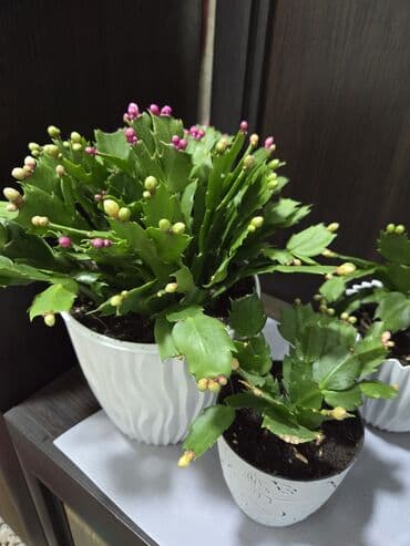 где можно купить саженцы плодовых деревьев: Комнатные растения в кашпо 1) Фаленопсис (орхидея) — белые крупные — 1