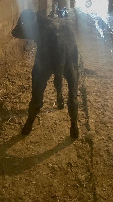 жожо брама: Продаю | Корова (самка), Музоо, торпок | Ангус | Для разведения, Для молока | Искусственник — 6