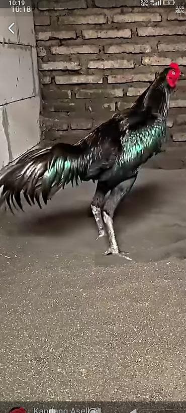 гуси линда: Продаю | Петух | Бойцовая | Для разведения — 9