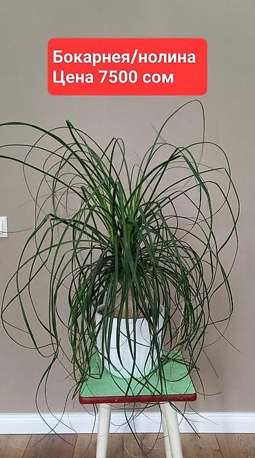 орхи: Комнатные растения в офис иди для больших домов. Все цены указаны на — 9