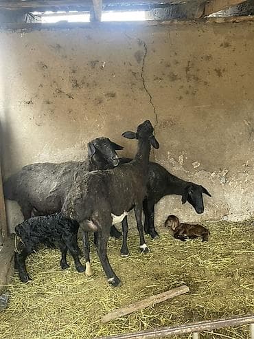 собака корги купить: Продаю | Овца (самка) | Для разведения | Матка — 4